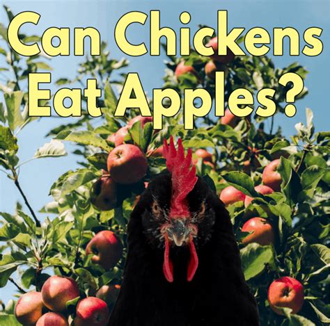 Why can't chickens eat apples?
