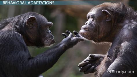 Why can't chimpanzees make a fist?