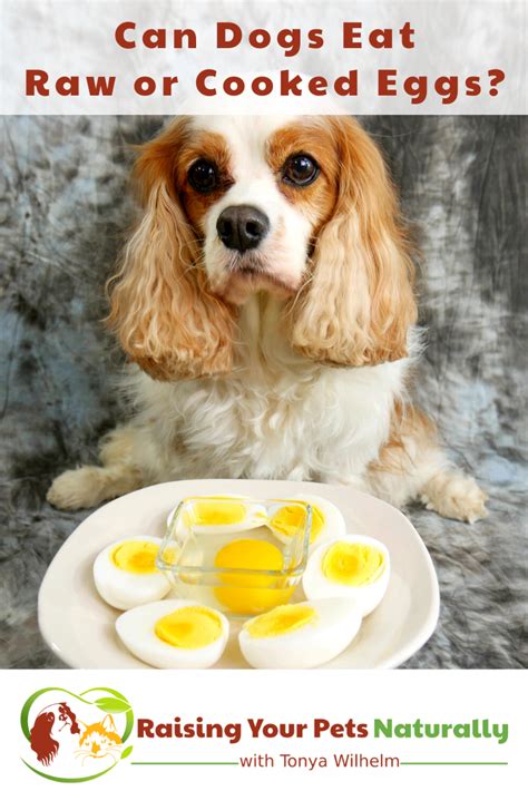 Why can't dogs eat cooked eggs?