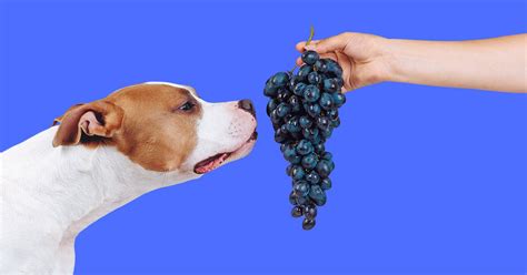 Why can't dogs eat grapes?