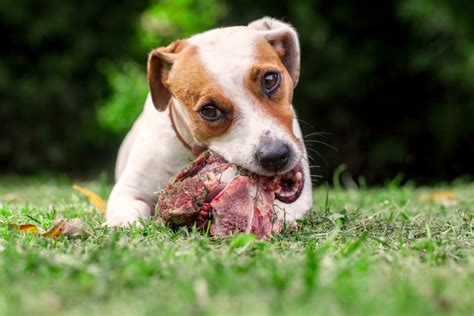 Why can't dogs eat raw meat like wolves?