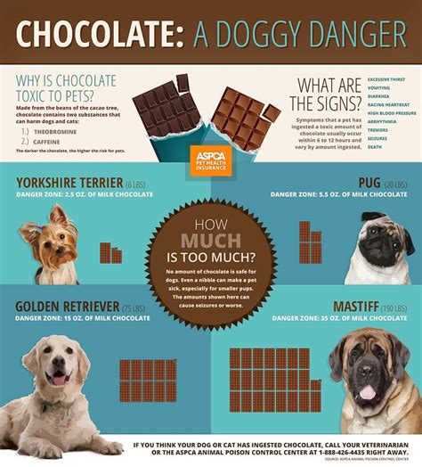 Why can't dogs have chocolate?