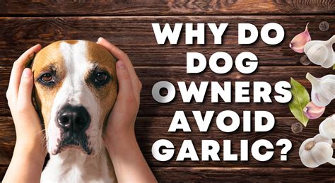 Why can't dogs have garlic?