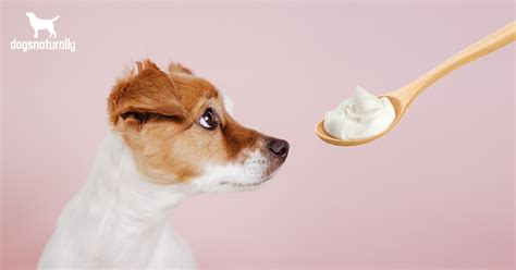 Why can't dogs have yogurt?