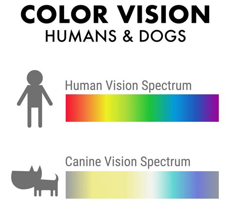 Why can't dogs see red?