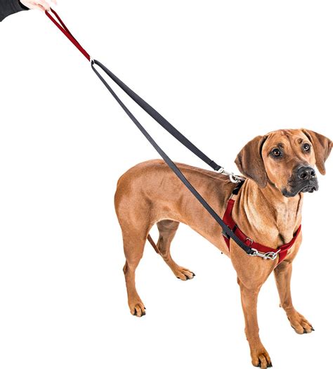 Why can't dogs wear harnesses?
