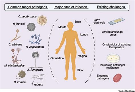 Why can't fungi grow in humans?