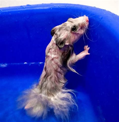 Why can't hamsters be in water?