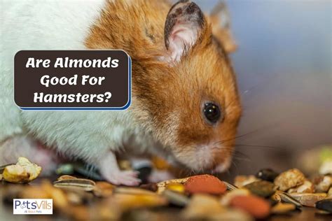 Why can't hamsters eat almonds?