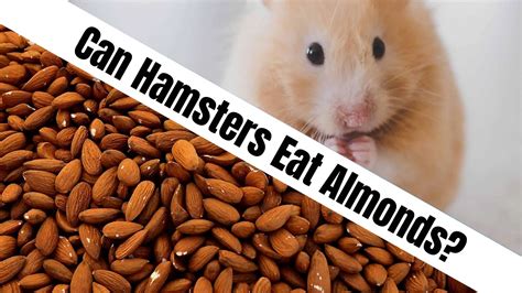 Why can't hamsters eat almonds?