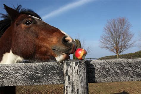 Why can't horses eat apples?