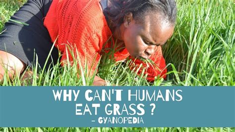 Why can't humans eat grass?