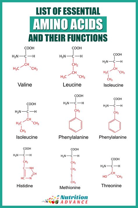 Why can't humans make all 20 amino acids?
