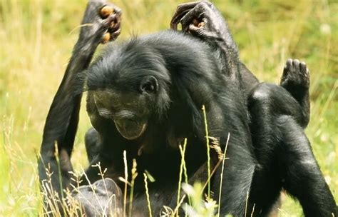 Why can't humans mate with chimpanzees?