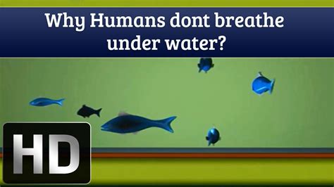 Why can't humans stay underwater?