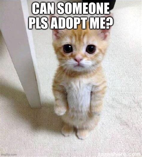 Why can't i adopt one kitten?