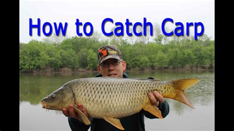 Why can't i catch a carp?
