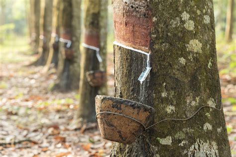 Why can't natural rubber be used to make products?