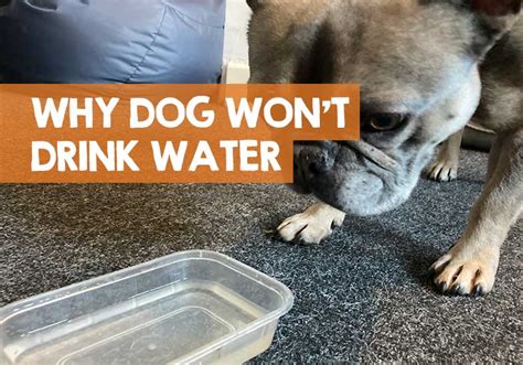 Why can't puppies drink water?