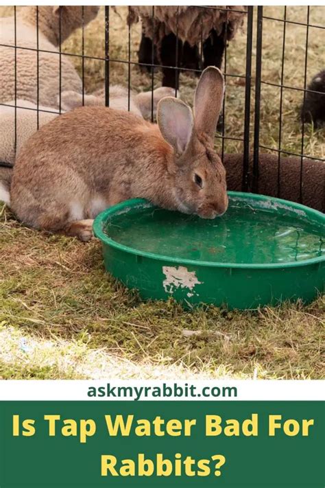Why can't rabbits drink water?