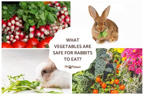 Why can't rabbits eat cooked vegetables?