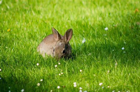 Why can't rabbits eat grass?