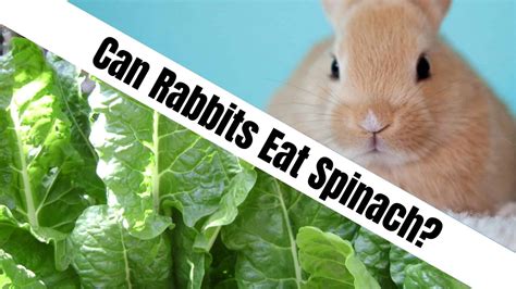 Why can't rabbits eat spinach?