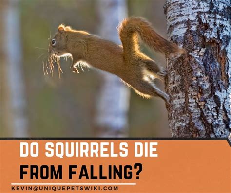 Why can't squirrels die from falling?