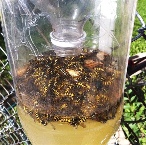 Why can't wasps get out of wasp traps?