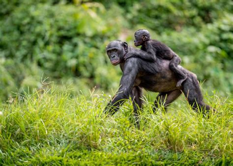 Why can't we mate with apes?