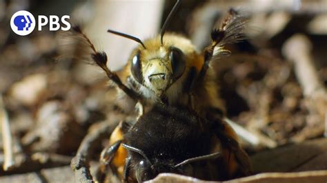 Why can't worker bees mate?