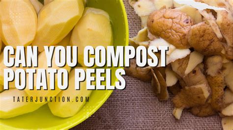 Why can't you compost potatoes?