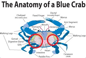 Why can't you eat crab gills?