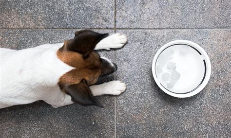 Why can't you give dogs ice cold water?