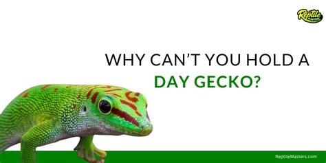 Why can't you hold a day gecko?