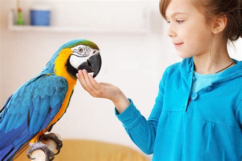 Why can't you pet a parrot back?