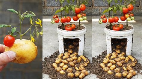 Why can't you plant tomatoes next to potatoes?