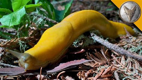 Why can't you touch a banana slug?