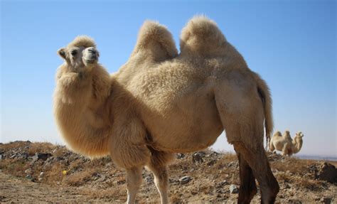 Why can't you touch a dead camel in the desert?