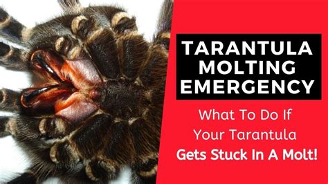 Why can't you touch a tarantula?