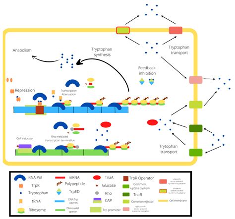 Why can E. coli break down tryptophan?