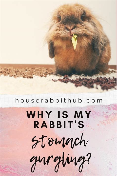 Why can I hear my rabbit's stomach gurgling?
