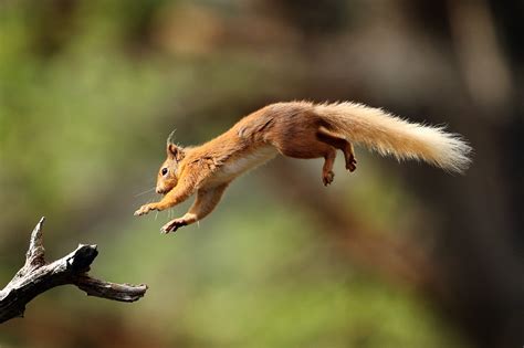 Why can a squirrel jump from a tree?