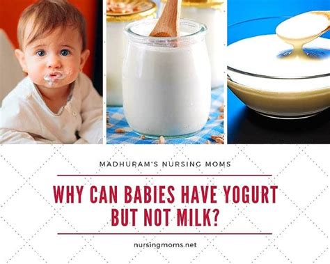 Why can babies eat yogurt but not milk?