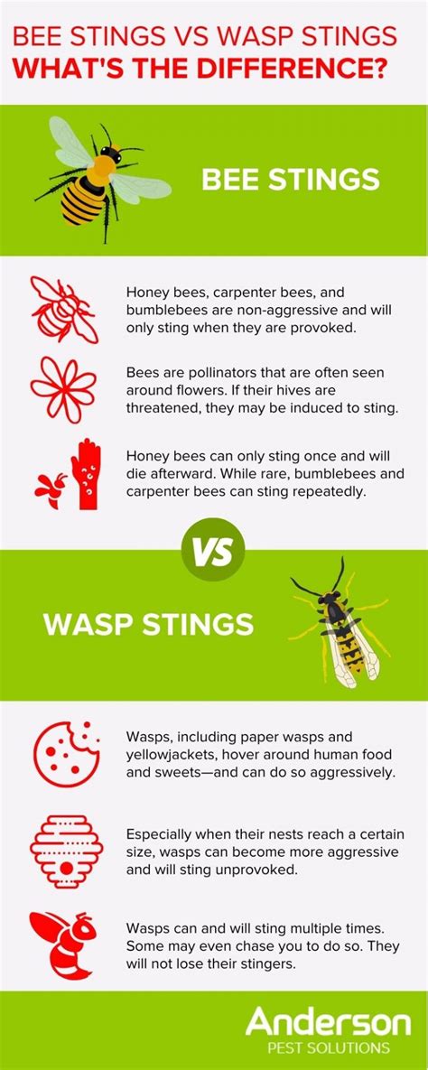 Why can wasps sting multiple times?