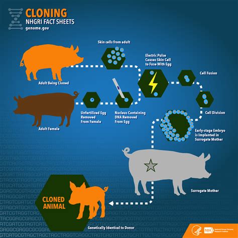 Why can we clone animals but not humans?