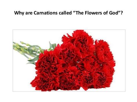 Why carnation is called flower of God?