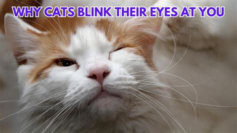 Why cats blink their eyes at you?
