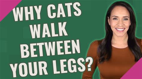 Why cats walk between your legs?