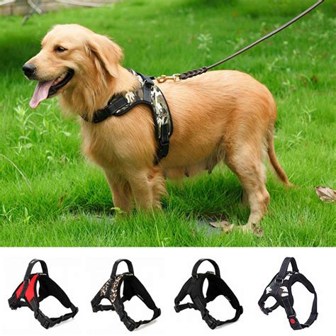 Why choose a dog harness?